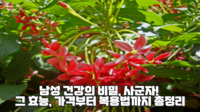 남성 건강의 비밀, 사군자! 그 효능, 가격부터 복용법까지 총정리